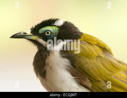 Close up portrait of juvenile Australian blue-faced Entomyzon cyanotis méliphages, dans la nature, contre un arrière-plan vert pâle Banque D'Images