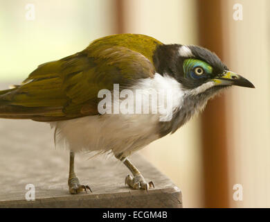 Jeune Australienne blue-faced, Entomyzon cyanotis méliphages, dans la nature, sur le bord de table de pique-nique, contre un arrière-plan vert pâle Banque D'Images