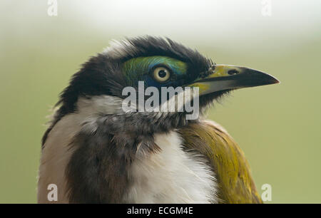 Close up portrait of juvenile Australian blue-faced Entomyzon cyanotis méliphages, dans la nature, contre un arrière-plan vert pâle Banque D'Images