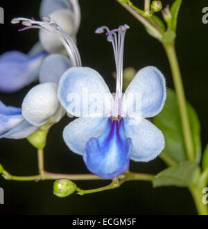 Rare & belle fleur bleue de Clerodendrum ugandense , arbre aux papillons, avec des feuilles et bourgeons sur fond noir Banque D'Images