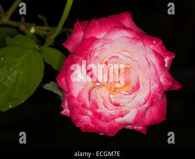 Grande et spectaculaire rouge blanc crème au parfum fleur de rose "double Delight' avec des feuilles vert foncé sur fond noir Banque D'Images