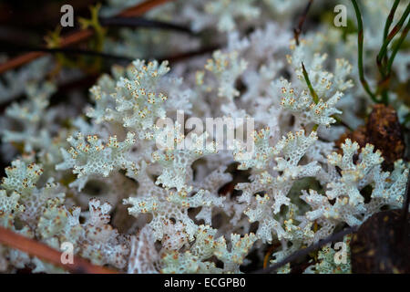 Coral (Lichen) retipora Cladia en Tasmanie, Australie Banque D'Images