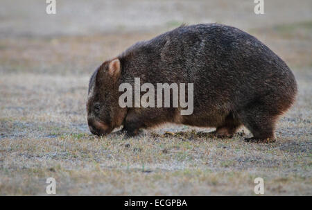 Wombat commun au Parc National Narawntapu, Tasmanie, Australie Banque D'Images