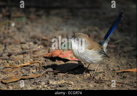 Superbe mâle non-reproduction Fairywren, Mt. Domaine National Park, Tasmanie, Australie Banque D'Images