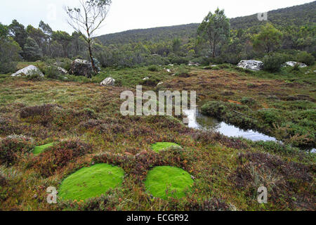 Les zones humides des murs de Jérusalem National Park, Tasmanie, Australie Banque D'Images