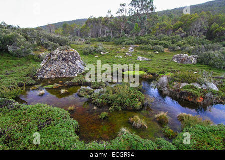 Les zones humides des murs de Jérusalem National Park, Tasmanie, Australie Banque D'Images