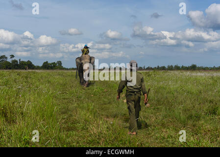 Les éléphants de Sumatra et les gardiens à alimenter la masse dans le Parc National de Way Kambas, Indonésie. Banque D'Images