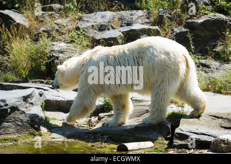 L'ours polaire (Ursus maritimus) Banque D'Images