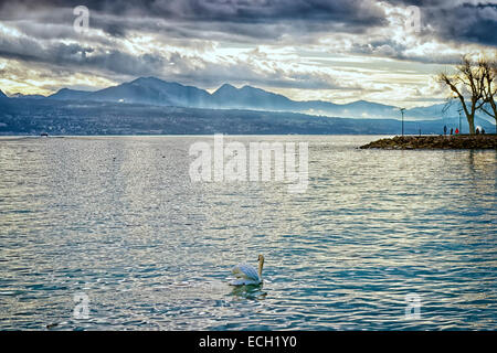 Swan Lake près de Lausanne à Genève en hiver Banque D'Images