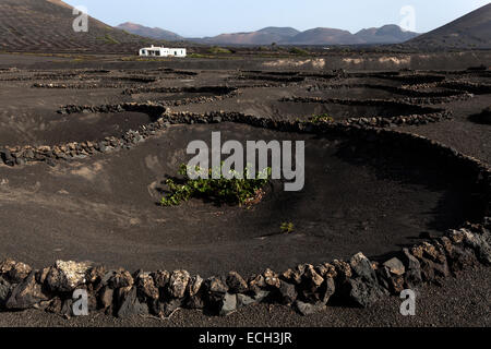 Vignobles typiques en cultures sèches dans la cendre volcanique, la lave, de la région viticole, vigne La Geria, Lanzarote, îles Canaries, Espagne Banque D'Images