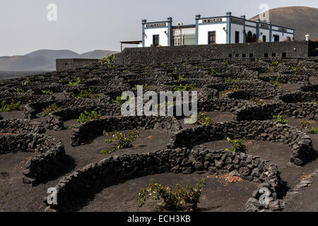 Vignobles typiques en cultures sèches dans la cendre volcanique, la lave, Bodega Artesania, région viticole La Geria, Lanzarote Banque D'Images