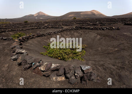 Vignobles typiques en cultures sèches dans la cendre volcanique, la lave, vigne, vignoble La Geria, Lanzarote, îles Canaries, Espagne Banque D'Images