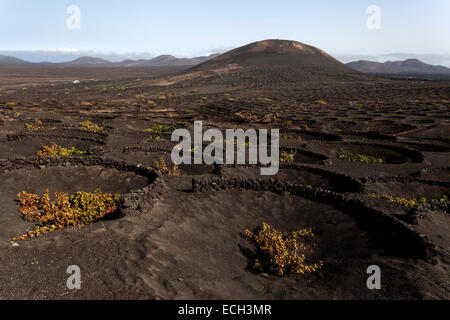 Vignobles typiques en cultures sèches dans la cendre volcanique, la lave, vignes, vignoble La Geria, Lanzarote, îles Canaries, Espagne Banque D'Images