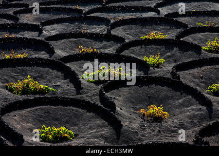 Vignobles typiques en cultures sèches dans la cendre volcanique, la lave, vignes, vignoble La Geria, Lanzarote, îles Canaries, Espagne Banque D'Images