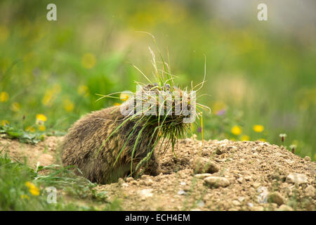 (Marmot Marmota) avec des touffes d'herbe, col d'Arlberg, Tyrol, Autriche Banque D'Images