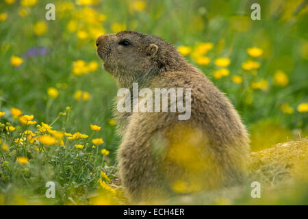 (Marmot Marmota) dans une prairie de fleurs, col d'Arlberg, Tyrol, Autriche Banque D'Images