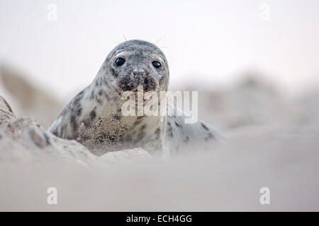 Phoque gris (Halichoerus grypus), les jeunes, Düne, Helgoland, Schleswig-Holstein, Allemagne Banque D'Images