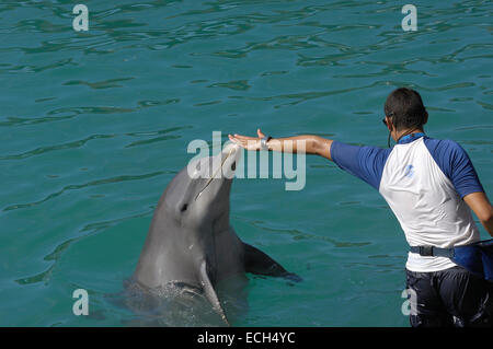 Nager avec les dauphins, Xcaret, l'éco-parc archéologique, Playa del Carmen, Quintana Roo, Riviera Maya de l'état Banque D'Images