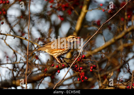 Redwing, Turdus iliacus, seul oiseau sur les baies d'aubépine, Warwickshire, Décembre 2014 Banque D'Images