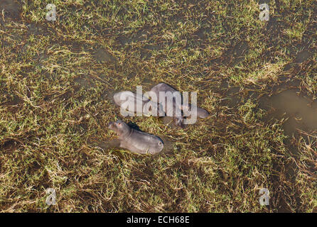 L'Hippopotame (Hippopotamus amphibius), petite famille de reproduction dans un marais d'eau douce, vue aérienne, Delta de l'Okavango Banque D'Images