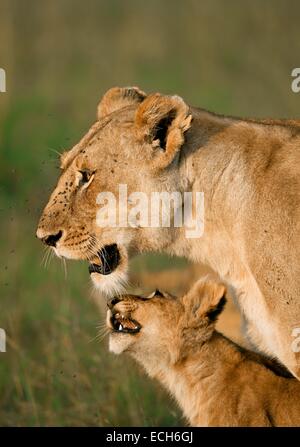 Lioness (Panthera leo) avec son lion cub dans la lumière du matin, Massai Mara, Serengeti, province de la vallée du Rift, au Kenya Banque D'Images