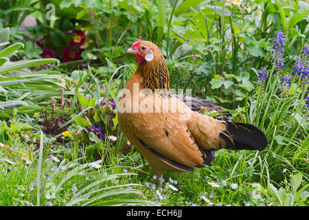 Poulet (Gallus gallus Bantam f. domestica), Hen, Tyrol, Autriche Banque D'Images