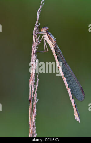 Demoiselle d'hiver commun (Sympecma fusca), femme, Burgenland, Autriche Banque D'Images