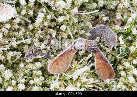 En attente d'germent au printemps maple acer sont couverts en dormance dans un rude couche de givre et de glace en hiver Banque D'Images