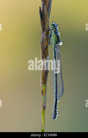 Demoiselle à queue bleue (Ischnura elegans), femme, Burgenland, Autriche Banque D'Images