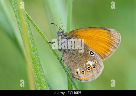 Grand Heath (Coenonympha tullia), Burgenland, Autriche Banque D'Images