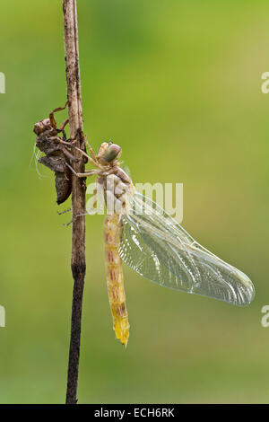 (Orthetrum coerulescens skimmer carénées), femme, avec l'exuvie, Burgenland, Autriche Banque D'Images