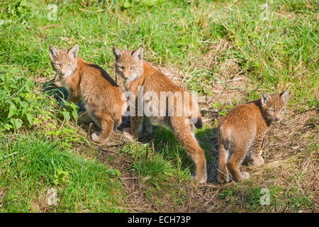 Le lynx eurasien (Lynx lynx), les jeunes, captive, Basse-Saxe, Allemagne Banque D'Images