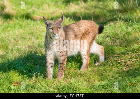 Le Lynx eurasien (Lynx lynx), captive, Basse-Saxe, Allemagne Banque D'Images