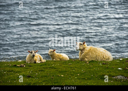 La laine des moutons, agneaux Brebis avec deux couché sur la rive, à l'île de Skye, Hébrides intérieures, Ecosse, Royaume-Uni Banque D'Images