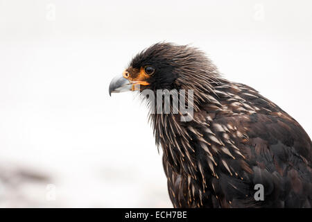 Caracara strié (Phalcoboenus australis), Île de la carcasse, des îles Malouines Banque D'Images