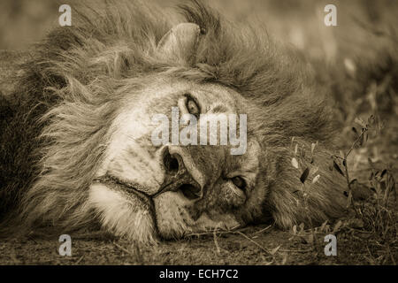 Lion (Panthera leo) adulte mâle, avec une longue crinière, couché, Okavango Delta, Botswana Banque D'Images