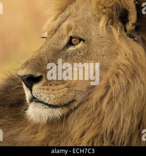 Lion (Panthera leo) adulte mâle, avec une longue crinière, Okavango Delta, Botswana Banque D'Images