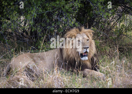 Male lion (Panthera leo) crinière noir couchant avec la bouche ouverte devant un buisson, Okavango Delta, Botswana Banque D'Images