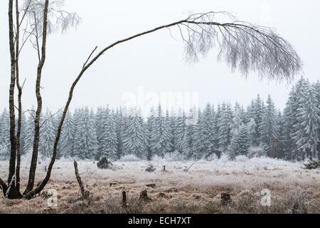 Paysage d'hiver, Hesse, Allemagne Banque D'Images