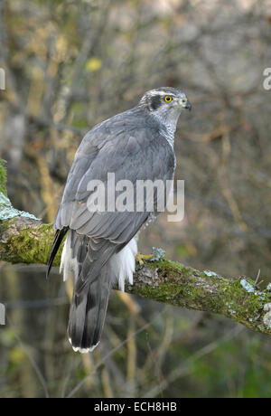 - Autour des palombes Accipiter gentilis - mâle. Banque D'Images