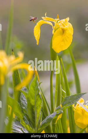 Une abeille en vol transportant des sacs polliniques sur ses jambes rss à partir d'un drapeau jaune fleur d'iris. Banque D'Images