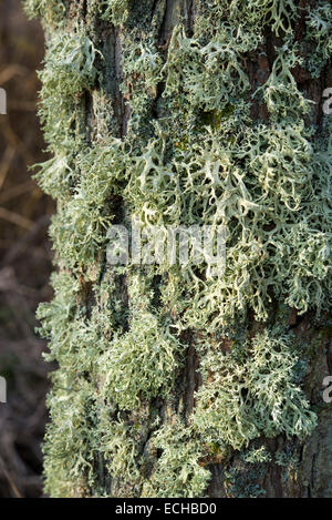 Masse de plus en plus de lichen un arbre à côté de la rivière Etherow. Peut-être une forme d'Evernia. Banque D'Images