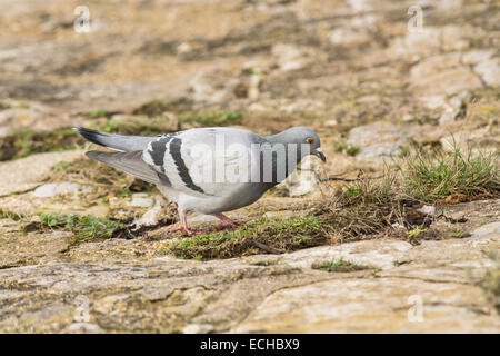 Pigeon (Columba livia). Cette personne porte des marques très similaires à la wild rock dove, l'ancêtre de cet oiseau sauvage Banque D'Images