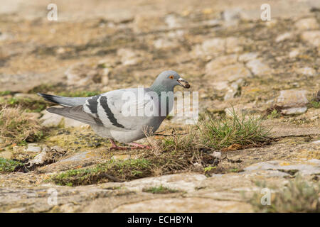 Pigeon (Columba livia). Cette personne porte des marques très similaires à la wild rock dove, l'ancêtre de cet oiseau sauvage Banque D'Images