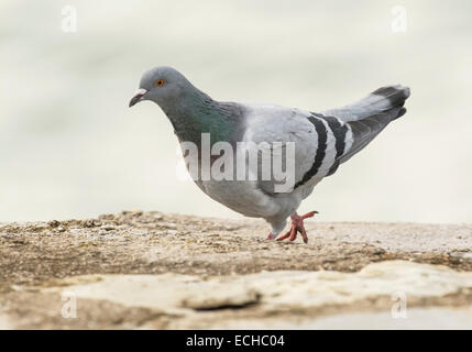 Pigeon (Columba livia). Cette personne porte des marques très similaires à la wild rock dove, l'ancêtre de cet oiseau sauvage Banque D'Images