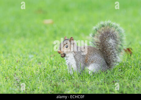 Scirius carolinensis écureuil gris () se nourrissant de glands dans un parc. L'espèce est invasive d'Amérique du Nord en Europe. Banque D'Images