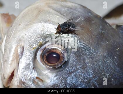 Fly sur la tête de poisson mort Banque D'Images