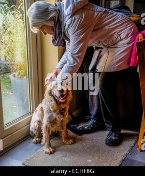 Femme se préparer à parler le chien pour une promenade, elle est dans le processus de mise en place des chiens de plomb. Banque D'Images