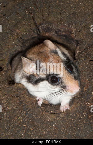 Loir jardin, jardin-loir, tree-grotte, grotte, Gartenschläfer Garten-Schläfer Baumhöhle,,, Nid, Eliomys quercinus, Lérot Banque D'Images