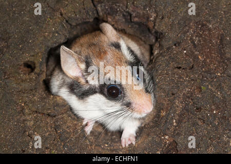 Loir jardin, jardin-loir, tree-grotte, grotte, Gartenschläfer Garten-Schläfer Baumhöhle,,, Nid, Eliomys quercinus, Lérot Banque D'Images